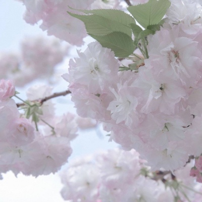 Furry插画元素技巧Furry群